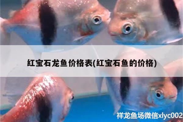 红宝石龙鱼价格表(红宝石鱼的价格) B级过背金龙鱼