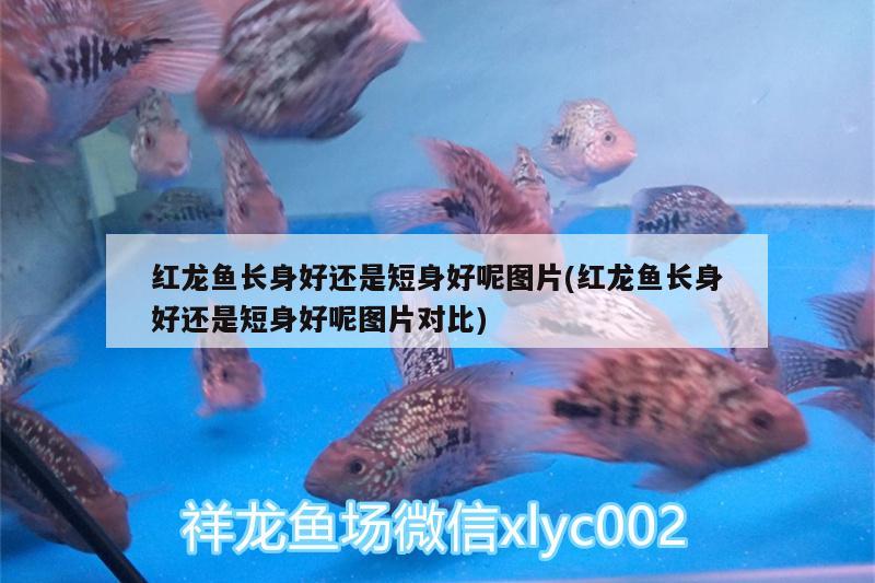 红龙鱼长身好还是短身好呢图片(红龙鱼长身好还是短身好呢图片对比) 虎鱼百科