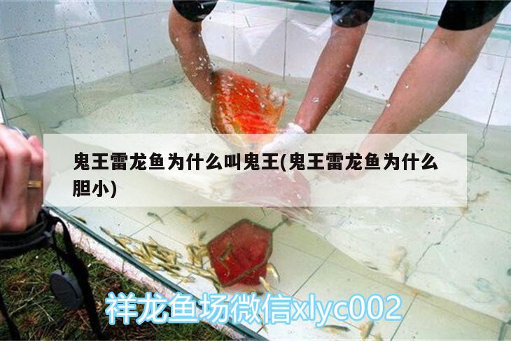 鬼王雷龙鱼为什么叫鬼王(鬼王雷龙鱼为什么胆小) 祥龙龙鱼专用水族灯