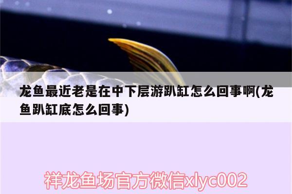 龙鱼最近老是在中下层游趴缸怎么回事啊(龙鱼趴缸底怎么回事) 成吉思汗鲨（球鲨）鱼