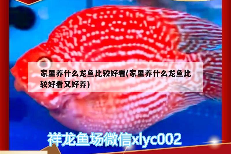 家里养什么龙鱼比较好看(家里养什么龙鱼比较好看又好养)