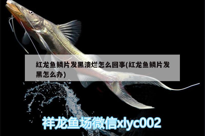 来宾哪里有水族馆?（哪里有水族馆景点） 麦肯斯银版鱼 第2张