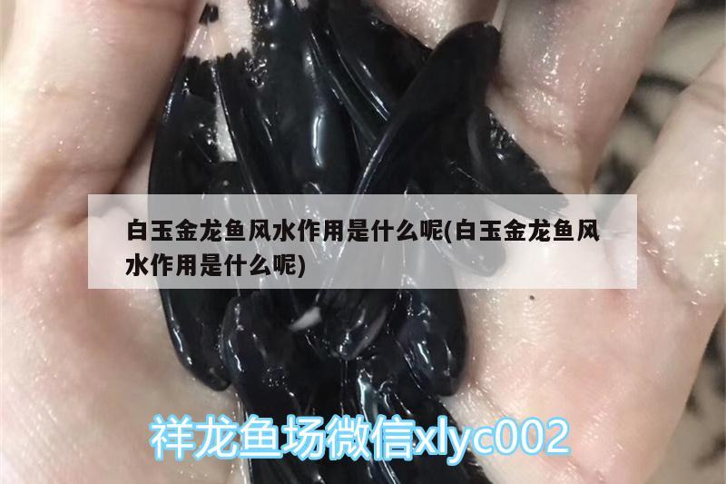 白玉金龙鱼风水作用是什么呢(白玉金龙鱼风水作用是什么呢)