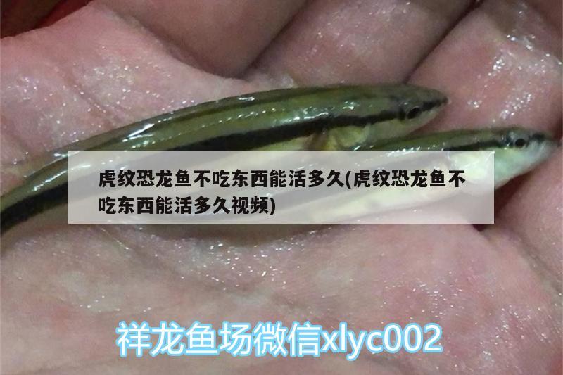 虎纹恐龙鱼不吃东西能活多久(虎纹恐龙鱼不吃东西能活多久视频)