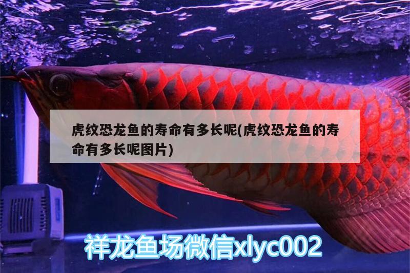 景德镇青花瓷鱼缸 景德镇青花瓷鱼缸图片与价格 水族周边 第2张