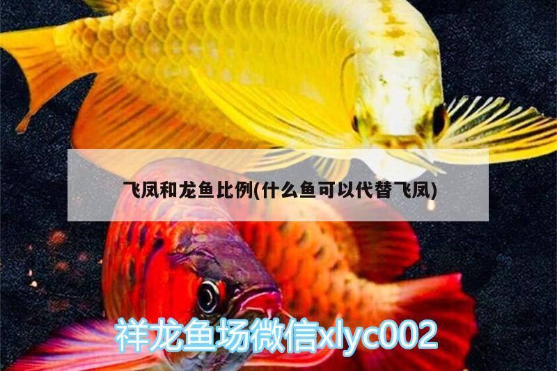 飞凤和龙鱼比例(什么鱼可以代替飞凤) 虎鱼鱼苗