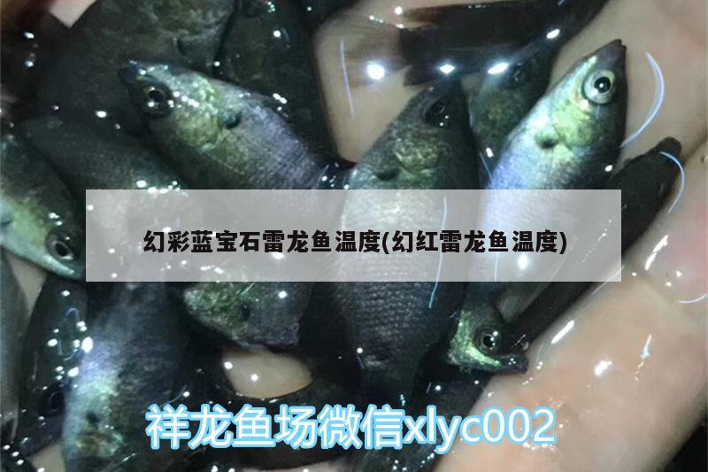 幻彩蓝宝石雷龙鱼温度(幻红雷龙鱼温度) 月光鸭嘴鱼苗