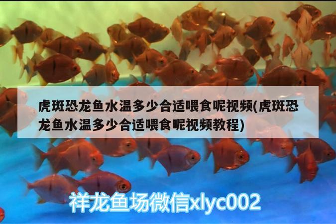 虎斑恐龙鱼水温多少合适喂食呢视频(虎斑恐龙鱼水温多少合适喂食呢视频教程) 虎斑恐龙鱼