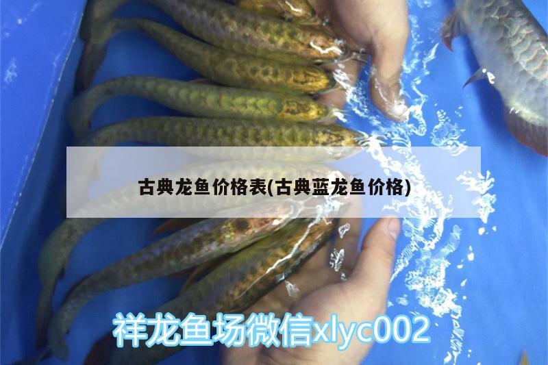 古典龙鱼价格表(古典蓝龙鱼价格) 赛级红龙鱼