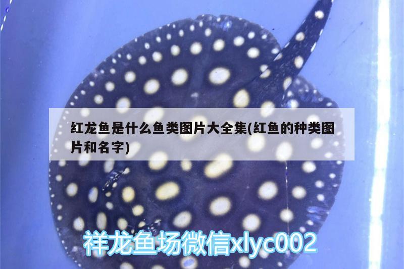 帝王罗汉鱼属于什么系：帝王泰金罗汉鱼