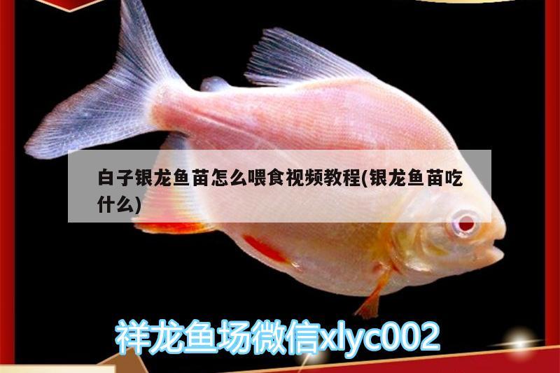 白子银龙鱼苗怎么喂食视频教程(银龙鱼苗吃什么) 白子银龙鱼苗