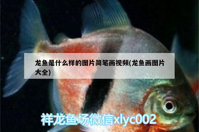 榆树水族馆(榆林水族馆) 黄金鸭嘴鱼 第1张