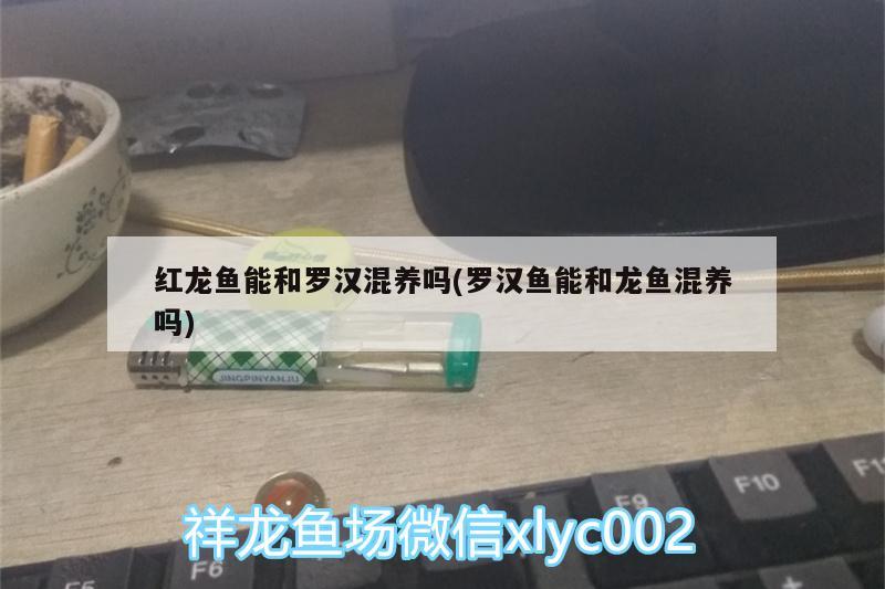 红龙鱼能和罗汉混养吗(罗汉鱼能和龙鱼混养吗)