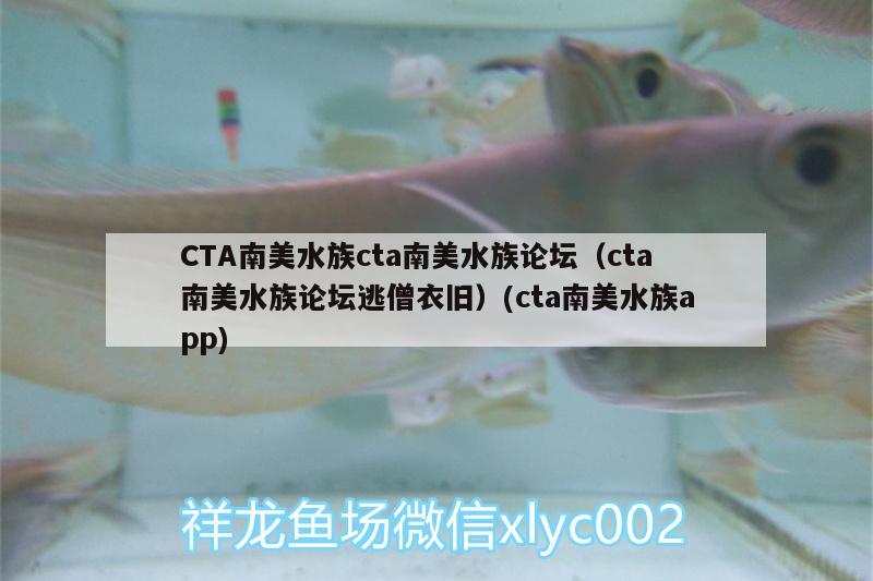 CTA南美水族cta南美水族论坛（cta南美水族论坛逃僧衣旧）(cta南美水族app) 飞凤鱼苗