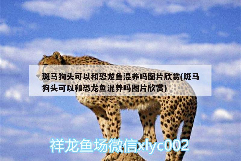 斑马狗头可以和恐龙鱼混养吗图片欣赏(斑马狗头可以和恐龙鱼混养吗图片欣赏)