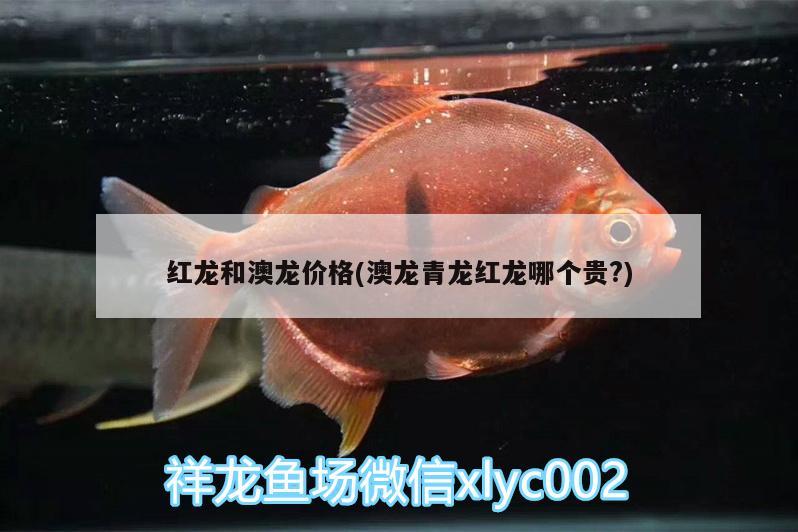 银龙鱼适合的水温是多少合适养小鱼的简单介绍 银龙鱼 第1张