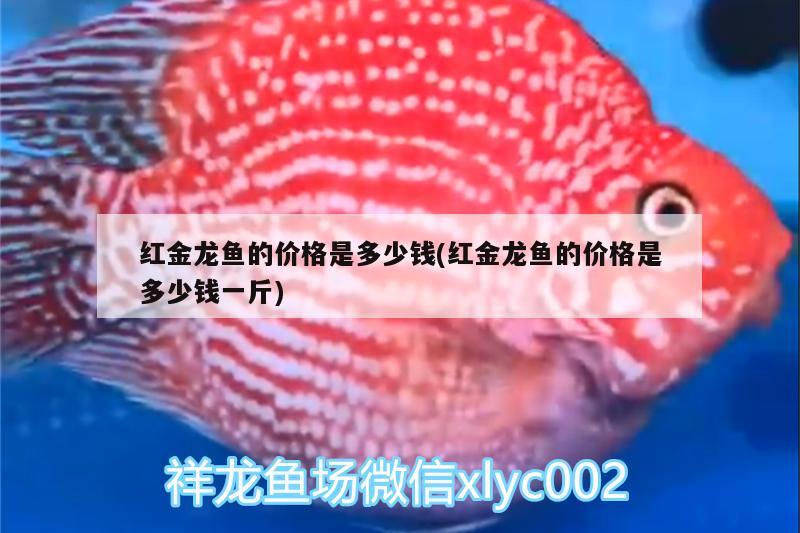 南宁市鸿元宠物店 全国水族馆企业名录 第4张