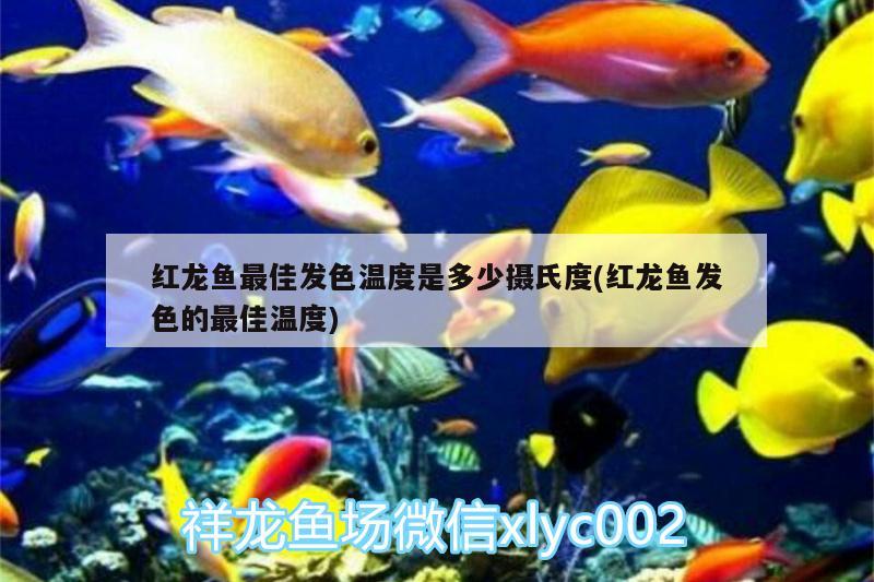 状态不错虎鱼的地位哲赿来越好 虎鱼百科 第1张