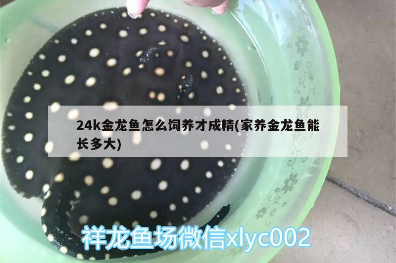 24k金龙鱼怎么饲养才成精(家养金龙鱼能长多大)