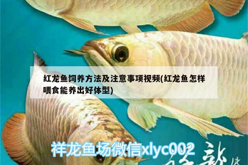 红龙鱼饲养方法及注意事项视频(红龙鱼怎样喂食能养出好体型) 祥龙赫舞红龙鱼