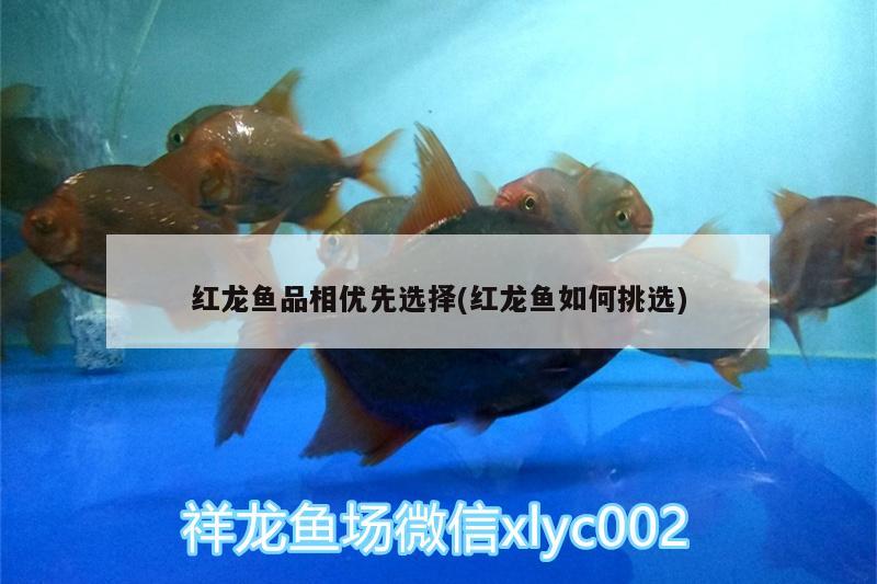 红龙鱼品相优先选择(红龙鱼如何挑选) 苏虎苗（苏门答腊虎鱼苗）