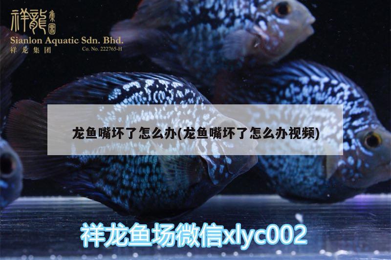 龙鱼嘴坏了怎么办(龙鱼嘴坏了怎么办视频) 广州水族批发市场