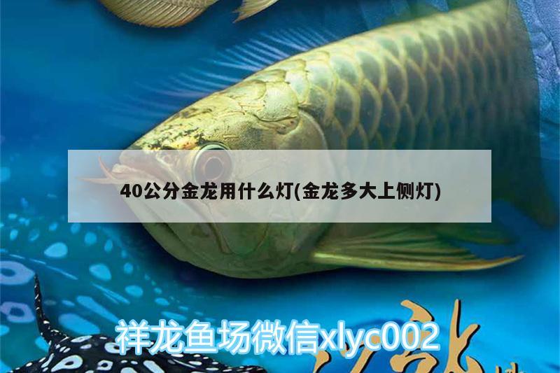 40公分金龙用什么灯(金龙多大上侧灯) 麦肯斯银版鱼