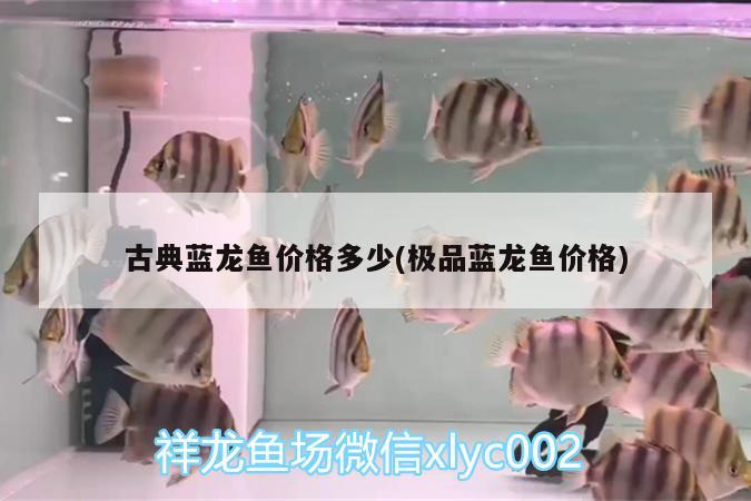 古典蓝龙鱼价格多少(极品蓝龙鱼价格) 白玉红龙鱼 第2张