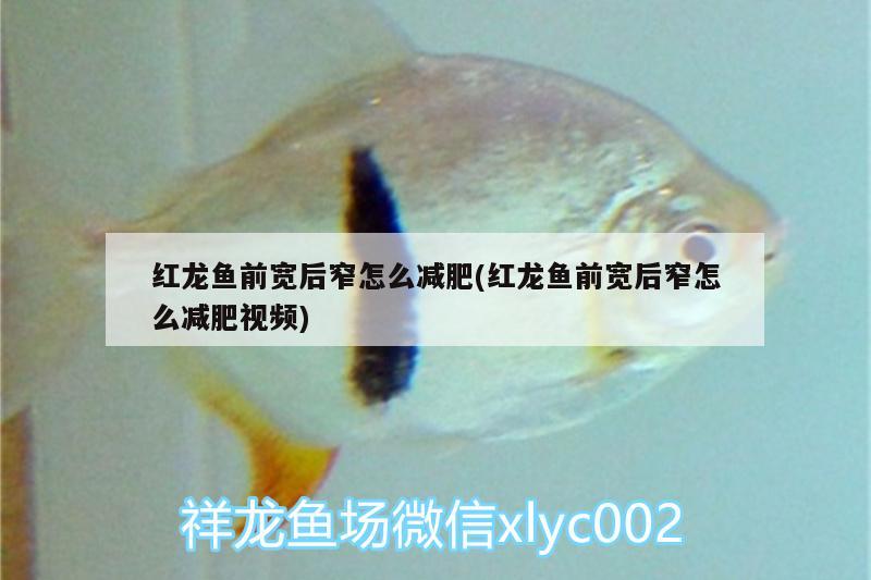 虎纹恐龙鱼可以冷水养么吗：虎纹恐龙鱼好养吗