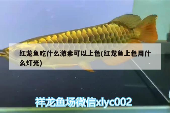 伊春水族批发市场在哪个位置呀图片（伊春水果批发市场在哪） 养鱼知识 第3张