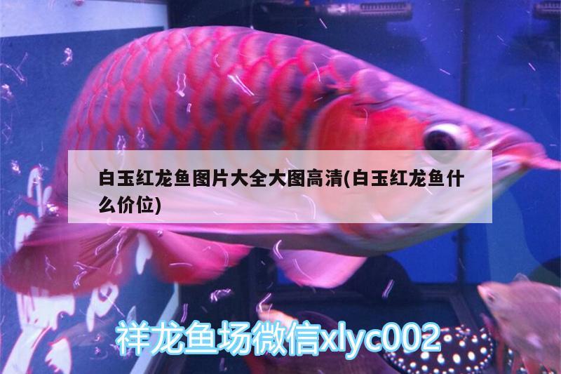 舟山水族批发市场都在哪里？（舟山水族批发市场都在哪里啊） 养鱼知识 第2张