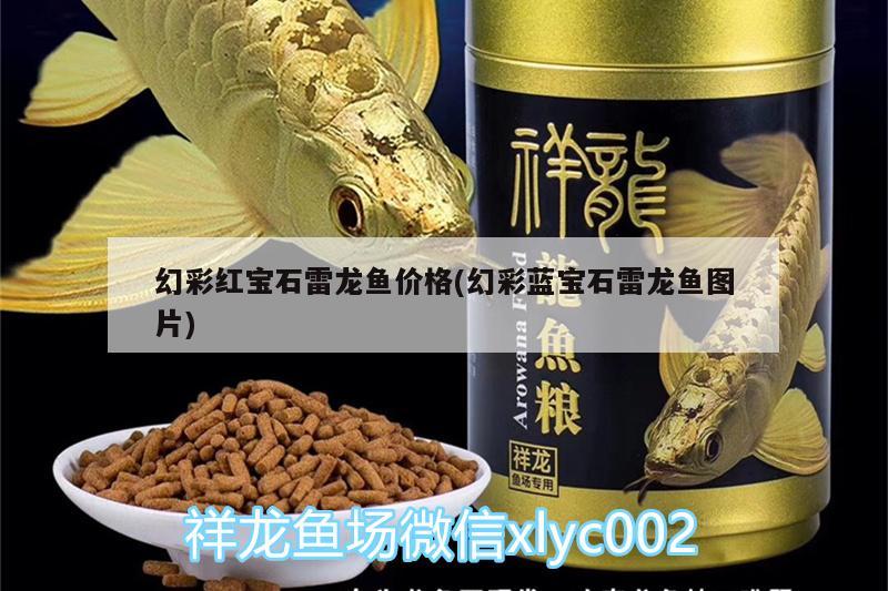 幻彩红宝石雷龙鱼价格(幻彩蓝宝石雷龙鱼图片) 暹罗巨鲤