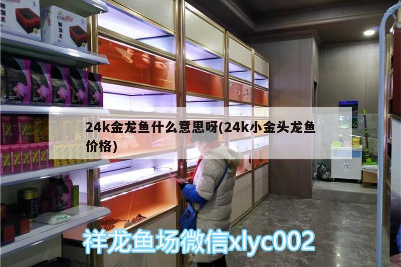 24k金龙鱼什么意思呀(24k小金头龙鱼价格) 金老虎鱼