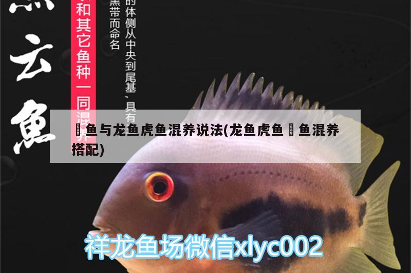 什么鱼可以和龙鱼一起养(什么鱼可以和龙鱼一起养殖) 水族维护服务（上门） 第1张