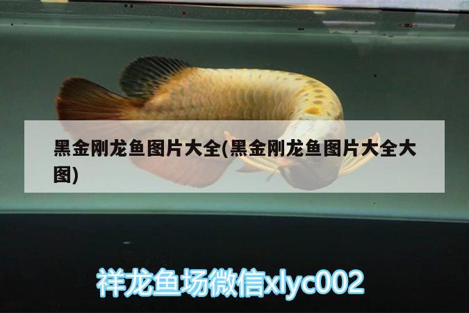 鱼缸放普洱茶叶好吗视频讲解（你有什么烧钱的爱好） 水族维护服务（上门） 第1张