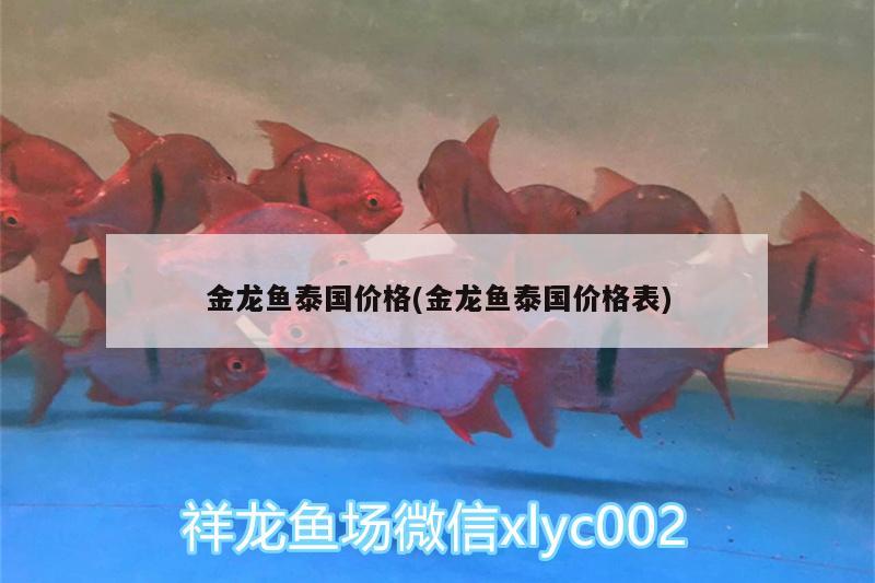 金龙鱼泰国价格(金龙鱼泰国价格表) 粗线银版鱼