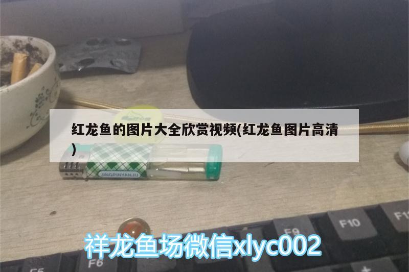 红龙鱼的图片大全欣赏视频(红龙鱼图片高清) 泰庞海莲鱼