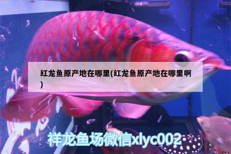 红龙鱼种类排名表大全(红龙鱼的品种) 观赏鱼水族批发市场