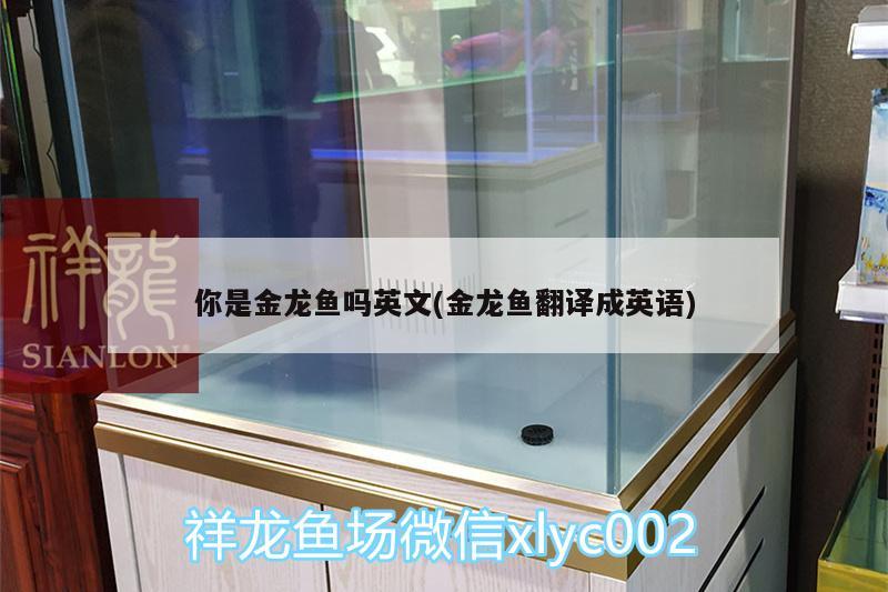 你是金龙鱼吗英文(金龙鱼翻译成英语)