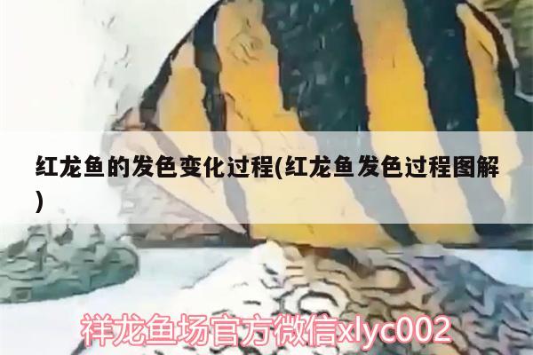 红龙鱼的发色变化过程(红龙鱼发色过程图解) 黄金眼镜蛇雷龙鱼