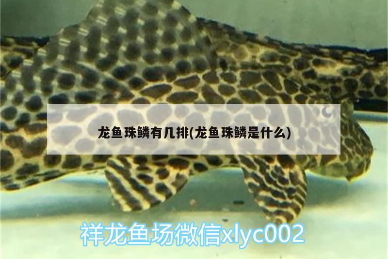 龙鱼珠鳞有几排(龙鱼珠鳞是什么) 鱼缸等水族设备