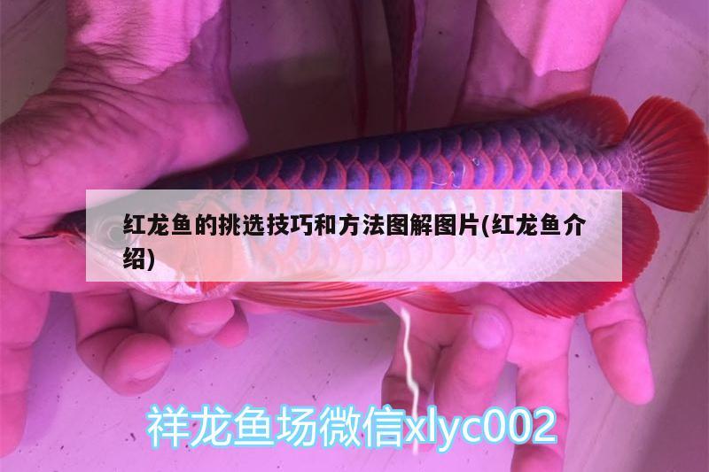 红龙鱼的挑选技巧和方法图解图片(红龙鱼介绍) 南美异型鱼