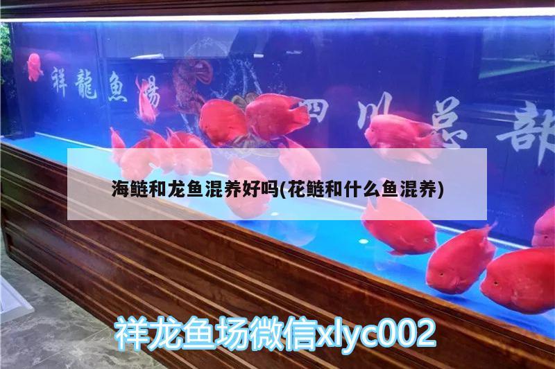 海鲢和龙鱼混养好吗(花鲢和什么鱼混养) 斑马鸭嘴鱼苗