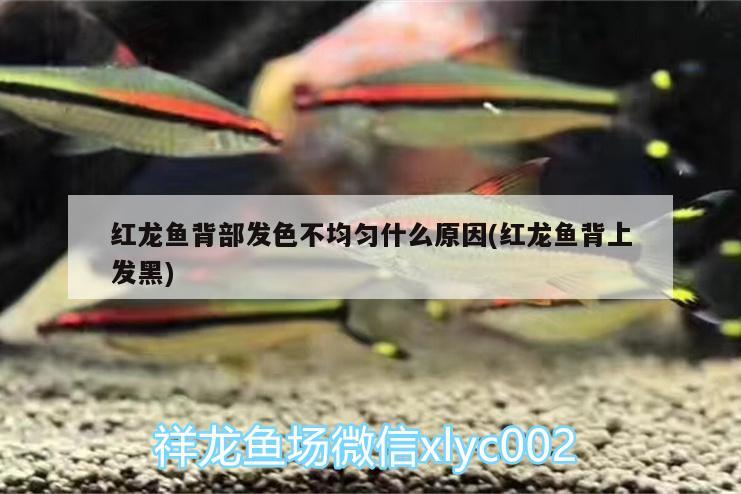 红龙鱼背部发色不均匀什么原因(红龙鱼背上发黑) 水族维护服务（上门）