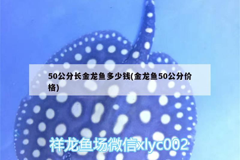 50公分长金龙鱼多少钱(金龙鱼50公分价格)