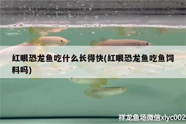 红眼恐龙鱼吃什么长得快(红眼恐龙鱼吃鱼饲料吗) 潜水艇鱼