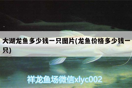 大湖龙鱼多少钱一只图片(龙鱼价格多少钱一只) 白玉红龙鱼