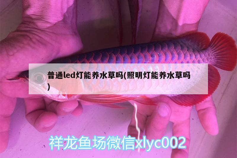 银龙鱼烂鳞怎么治疗好烂鳞的原因治疗方法治疗方法，银龙鱼烂鳞怎么治疗好