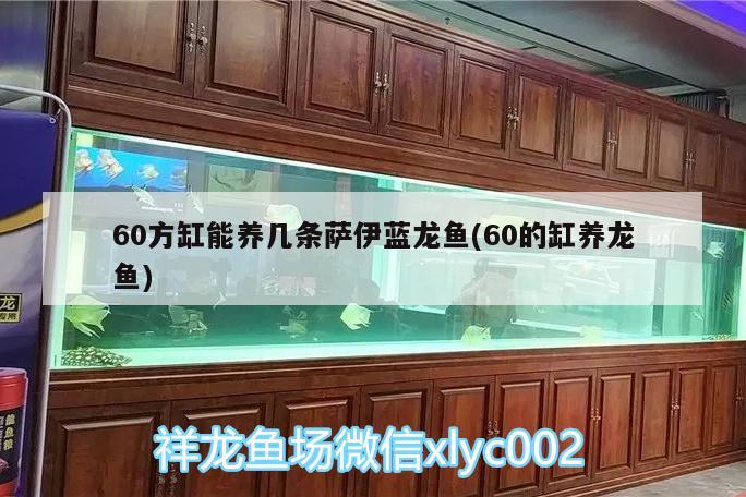 60方缸能养几条萨伊蓝龙鱼(60的缸养龙鱼)