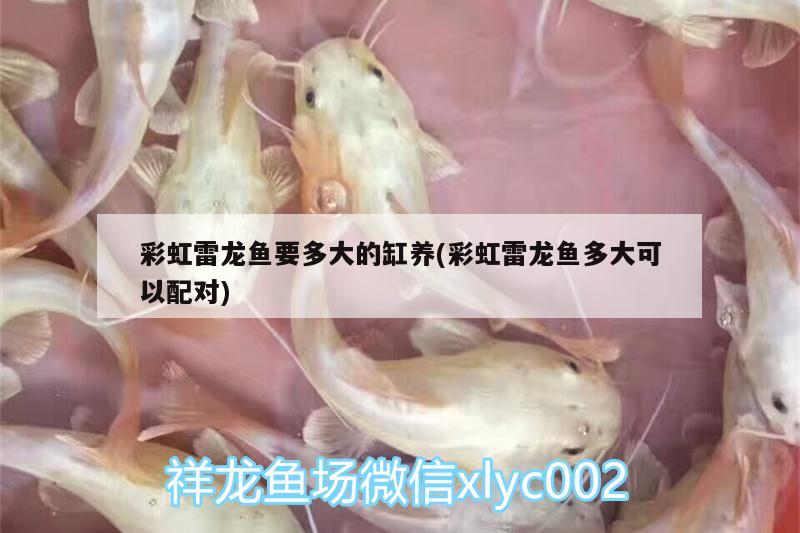 彩虹雷龙鱼要多大的缸养(彩虹雷龙鱼多大可以配对) 水族灯（鱼缸灯）